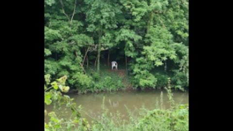 my nightwalk playlist for jares n neets