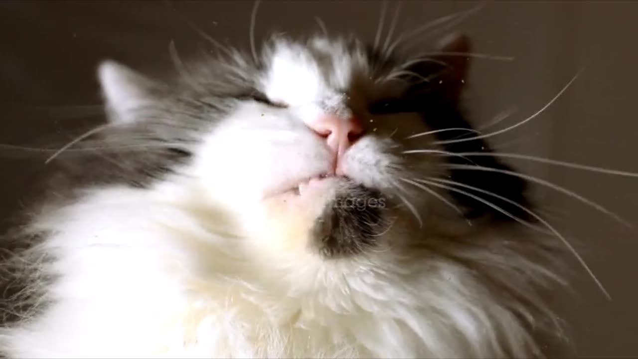 Funny Cats
