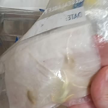 Left My Seeds Chitting A Little Too Long!