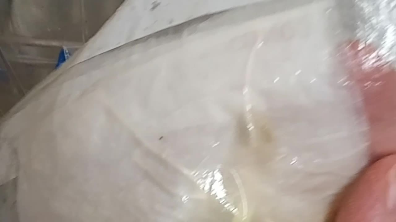 Left My Seeds Chitting A Little Too Long!