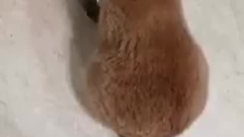 Angry Cat Asking For Food, Banging Bowl | FUNNY CAT VIDEOS #angrycats #catvideos #funnycat