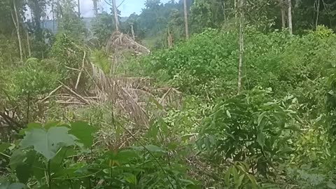 Berkebun