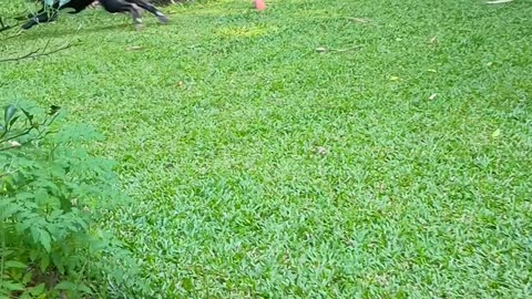 20.5.2025 Wild Dogue