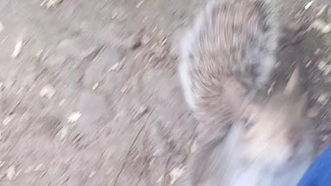 Squirrels