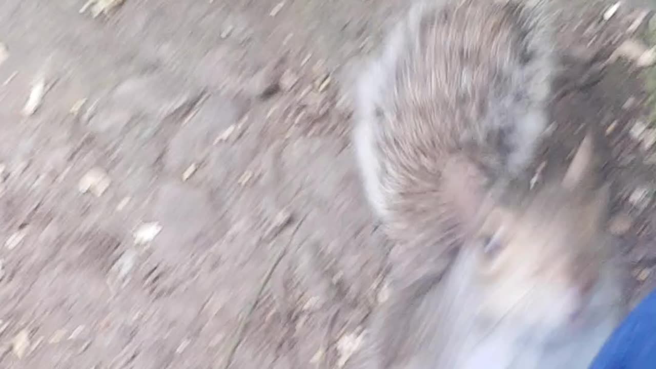 Squirrels