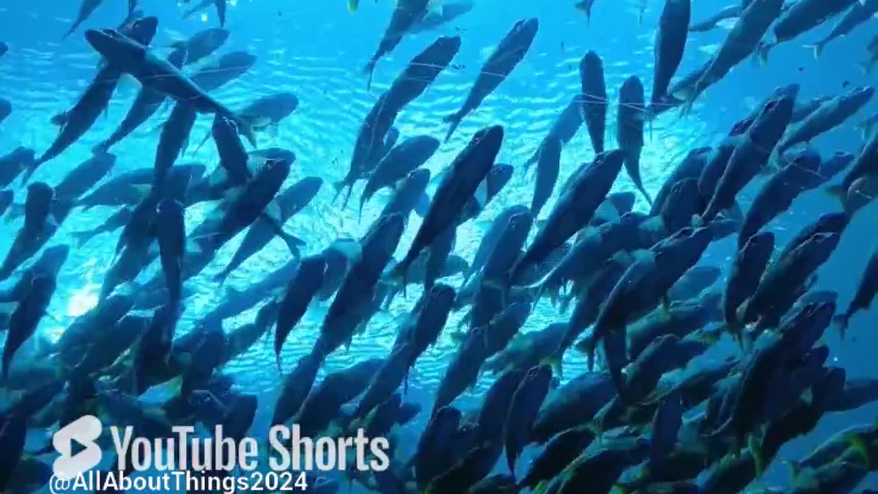 Faded (Part 2) #underwater #sealife #alanwalker #faded