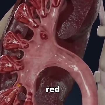 SIGNS YOUR BODY IS BEGGING FOR VITAMIN B12