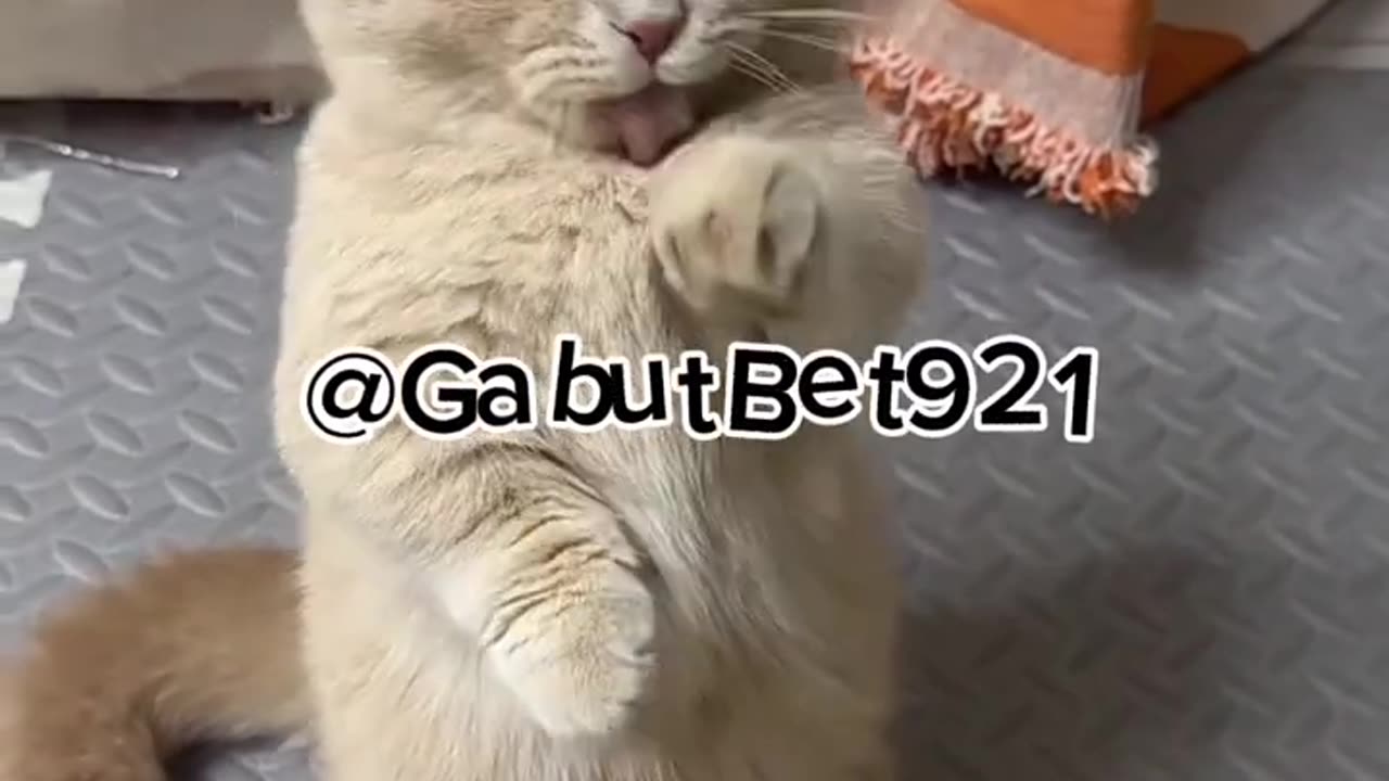 funny cat