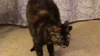 😂🎨 You Won't Believe This Epic Cat Fail! Cat Statues | FunFM