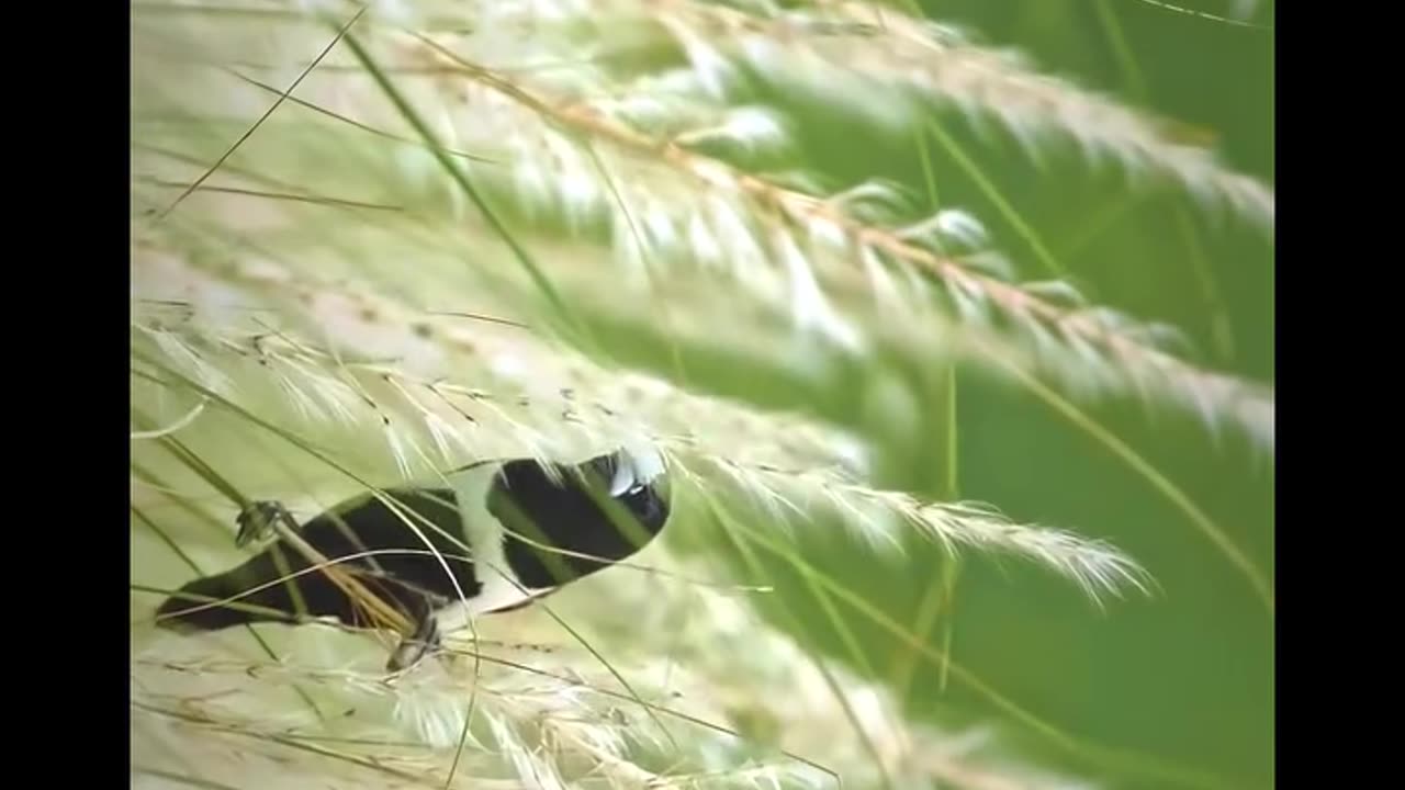 Whispers of the Common Bird