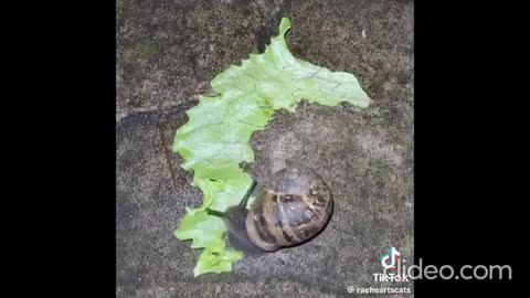 Snail Mower