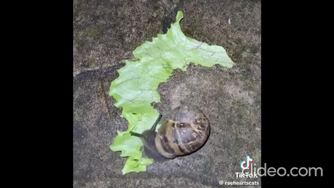 Snail Mower