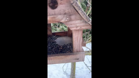 Jak správně krmit ptáky v zimě