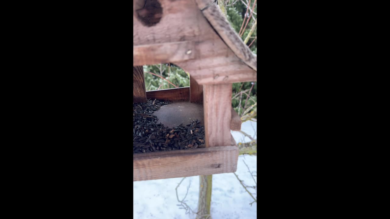 Jak správně krmit ptáky v zimě