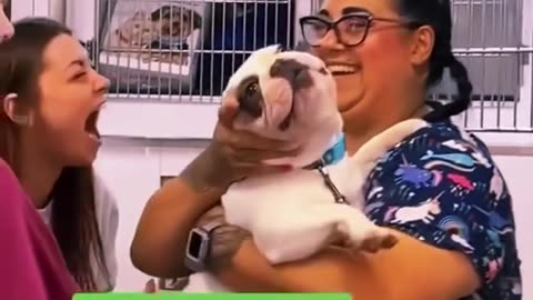 Littels Dog's Comedy Videos 🤣 so cute videos 😍 funny videos 🤣 so cute picture 😍