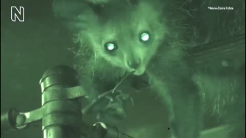 Primates pick their noses and what? 12 species and humans do this - disgusting