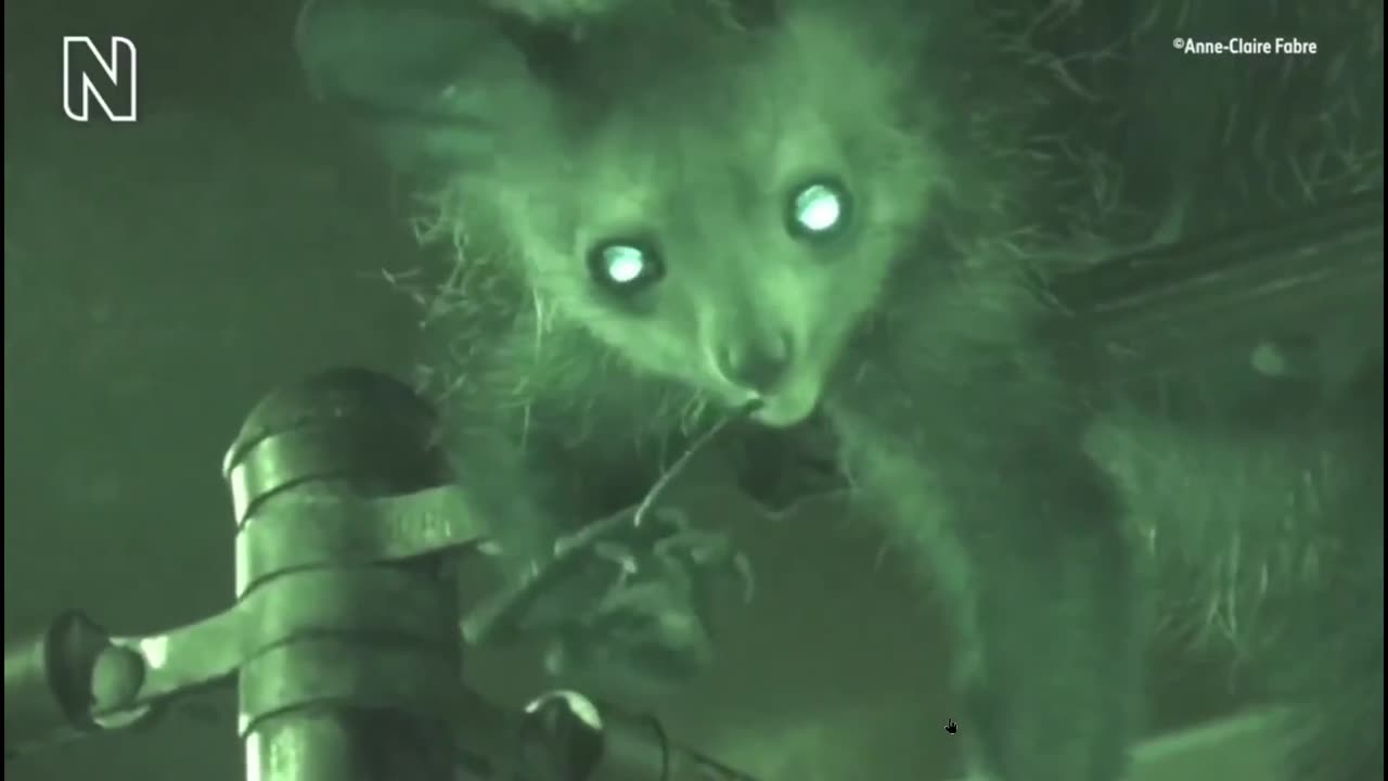 Primates pick their noses and what? 12 species and humans do this - disgusting