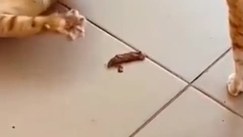 Cats Behaving Like Absolute Legends 😂🔥