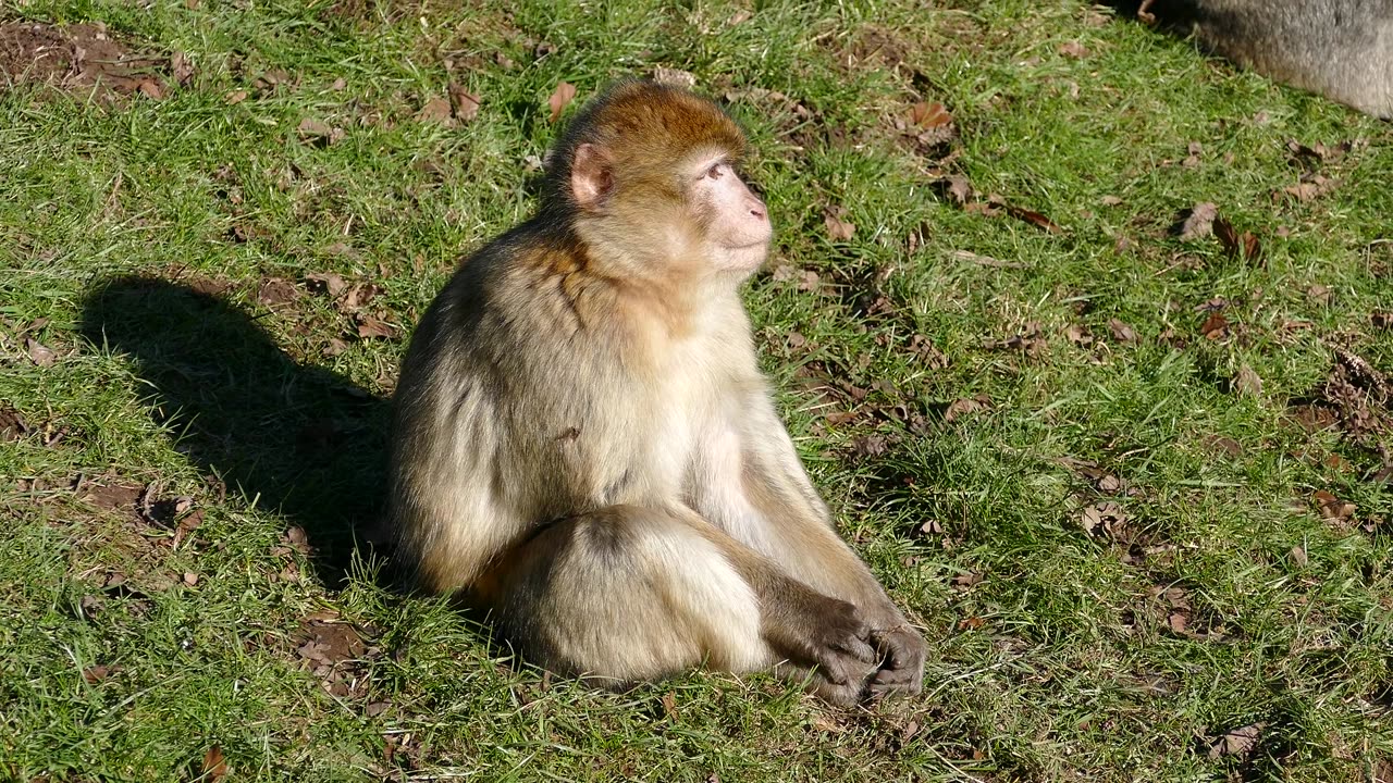 Watch the monkeys and enjoy the wonderful music