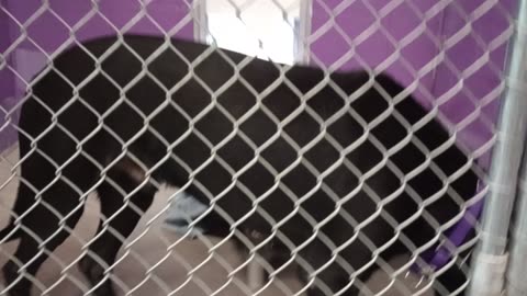 Rocky 3y Pet Id 948582 kennel 18 HSSAZ shelter he's a groovy guy, takin it all in stride20250822432