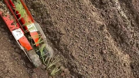 how to quickly plant onions