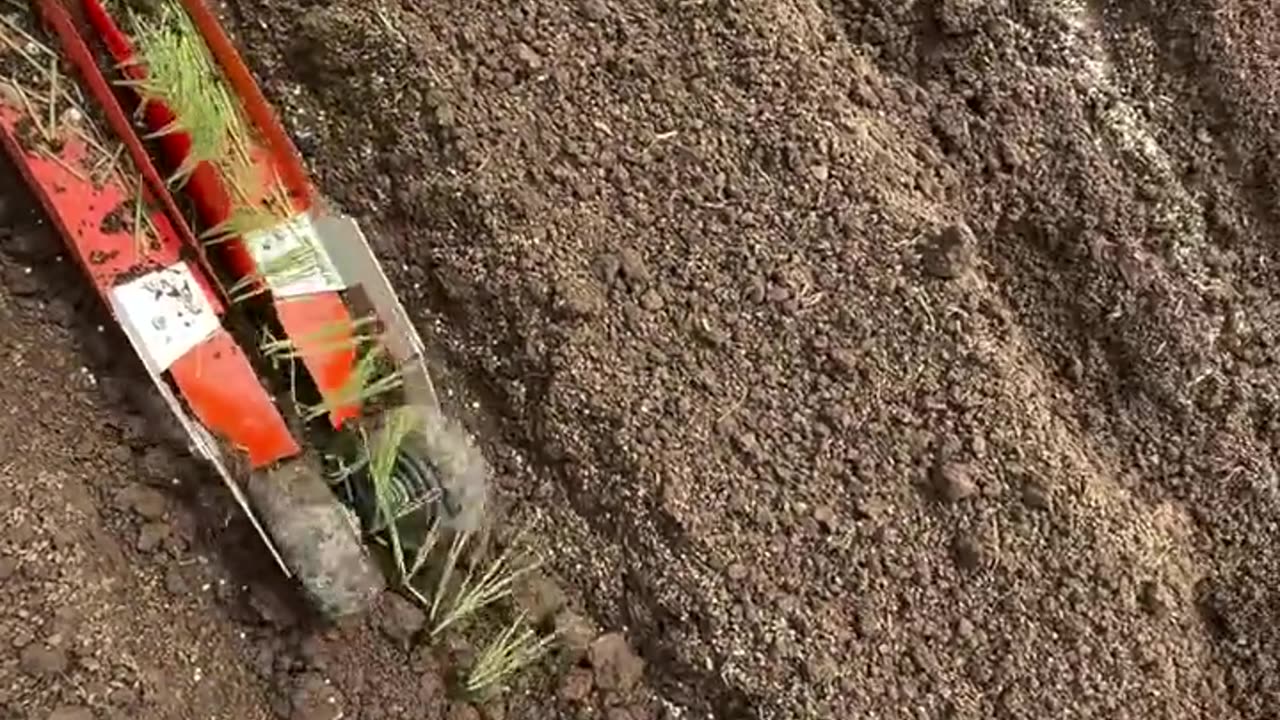 how to quickly plant onions