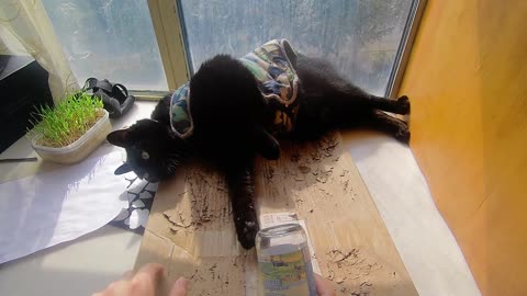 My pet cat vlog, his name is Heihei, 02/28, 2025, kiss him first， #catvideo #asmr