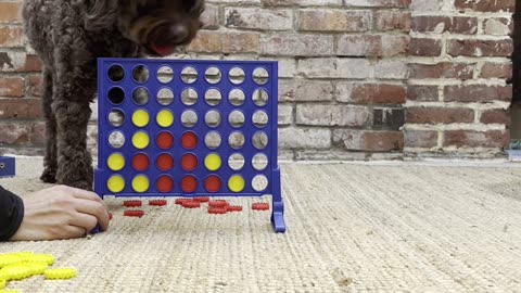 I Always Let Him Win When We Play Connect Four