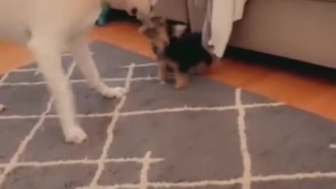 Dog's Comedy Videos 🤣 so cute videos 😍 funny videos 🤣