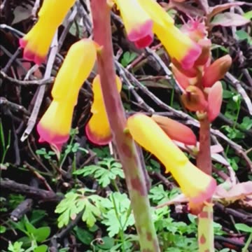 BELL PLANT ASMR MAY BE AUSTRALIAN CHRISTMAS BELL ARROW1990 🏹🔔🛎