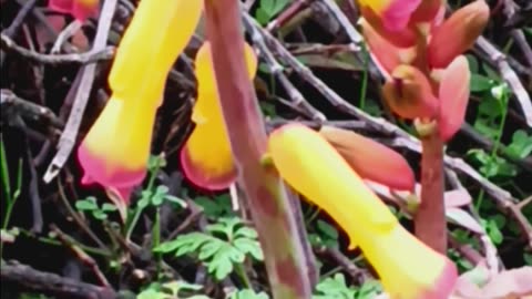 BELL PLANT ASMR MAY BE AUSTRALIAN CHRISTMAS BELL ARROW1990 🏹🔔🛎