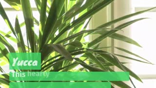 4 Best Indoor Trees for Your Home. LarryBroker.com – Larry@LarryGallegos.com