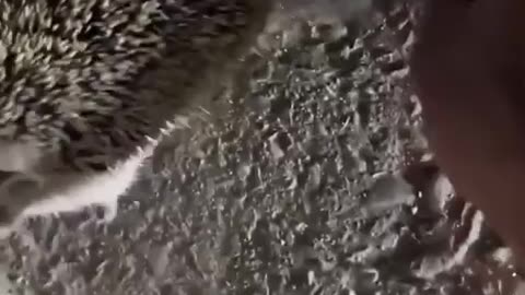 🥺🦔 This Hedgehog Needs Help! | FunFM