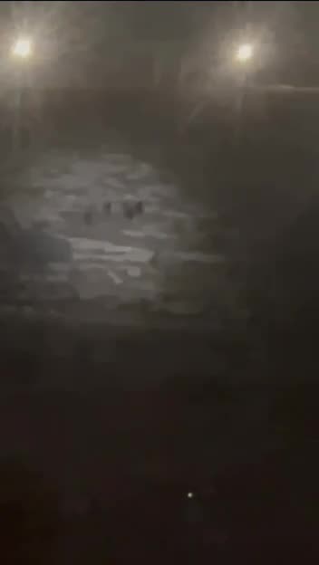 Israeli settlers are deliberately cutting down trees belonging to Palestinian farmers