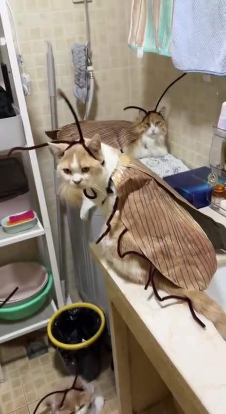 New species the super giant beetle 🤣