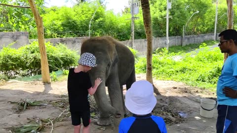 The Dark Side of Baby Elephant Abuse in Phuket