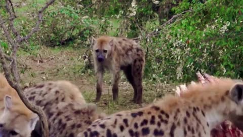 Hyenas Feasting on Dead Giraffe
