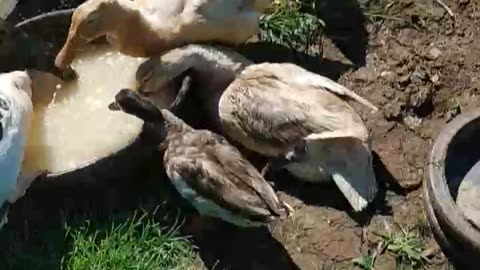Victoria - first meal back with the flock!