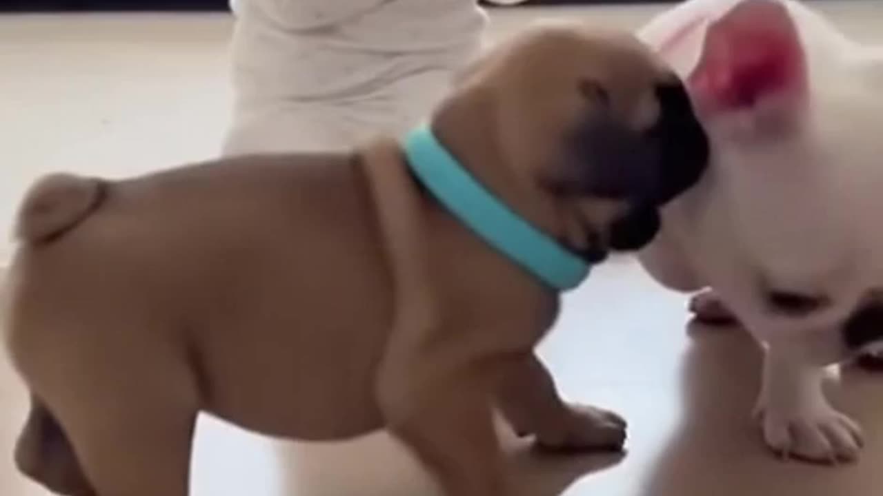 Brown Puppy White Puppy Play Boy