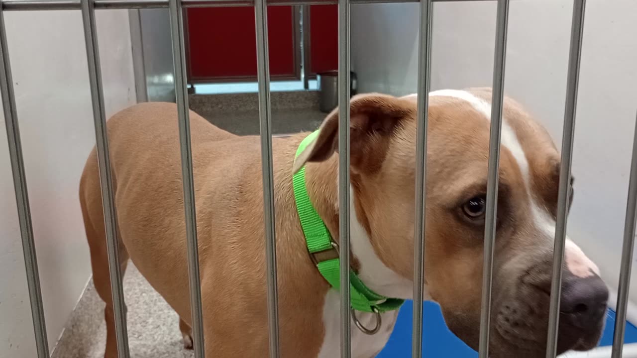 Solo 1y A842950 kennel 186 PACC shelter he's indifferent 2 me interested in shelter hubbub2025827837