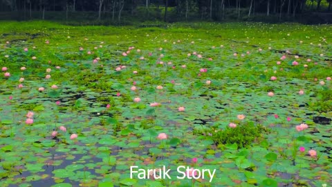 পদ্ম বিল | Poddobil in Rangpur | Beautiful poddobil in village