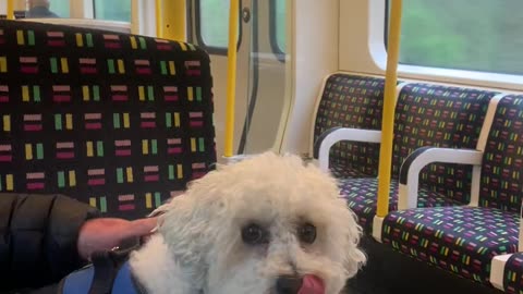 😂🐶 Nervous on the Tube! | FunFM