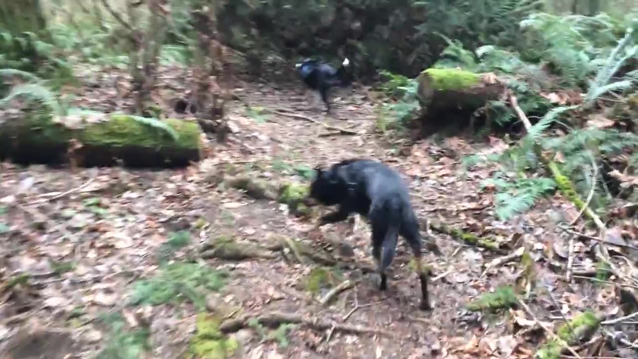 Trail run 2014