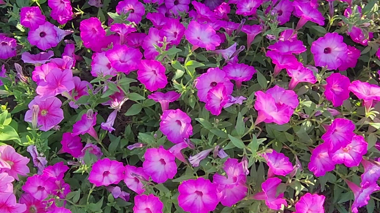 Petunias, the solution to war and peace.