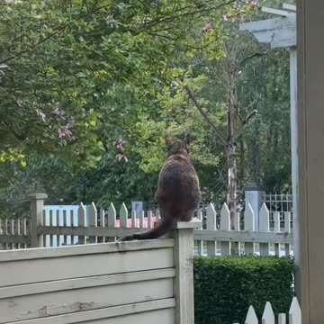 Hot girl viral video