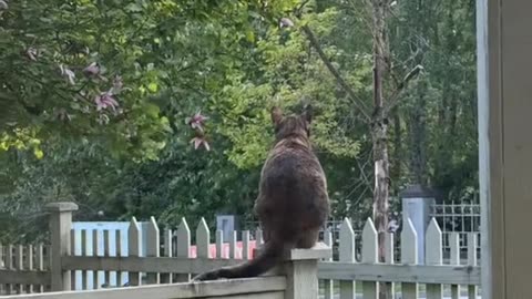 Hot girl viral video