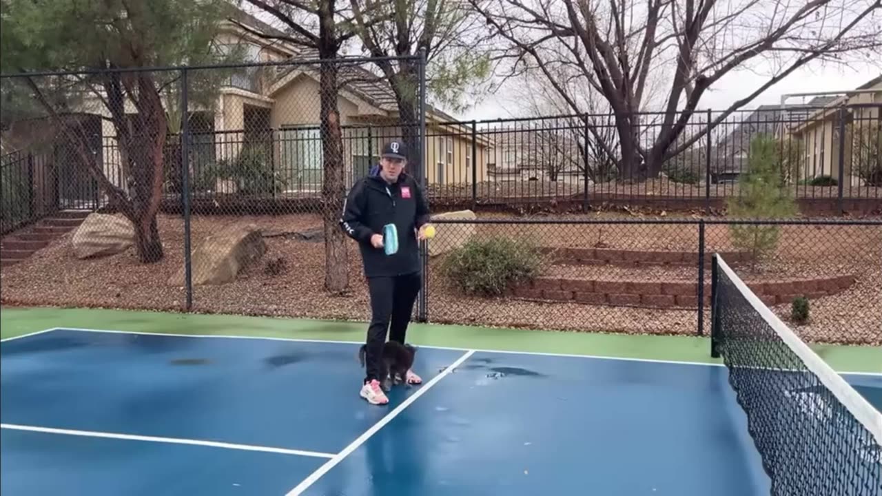 🐱🏸 Cat's Epic Pickleball Fail | FunFM