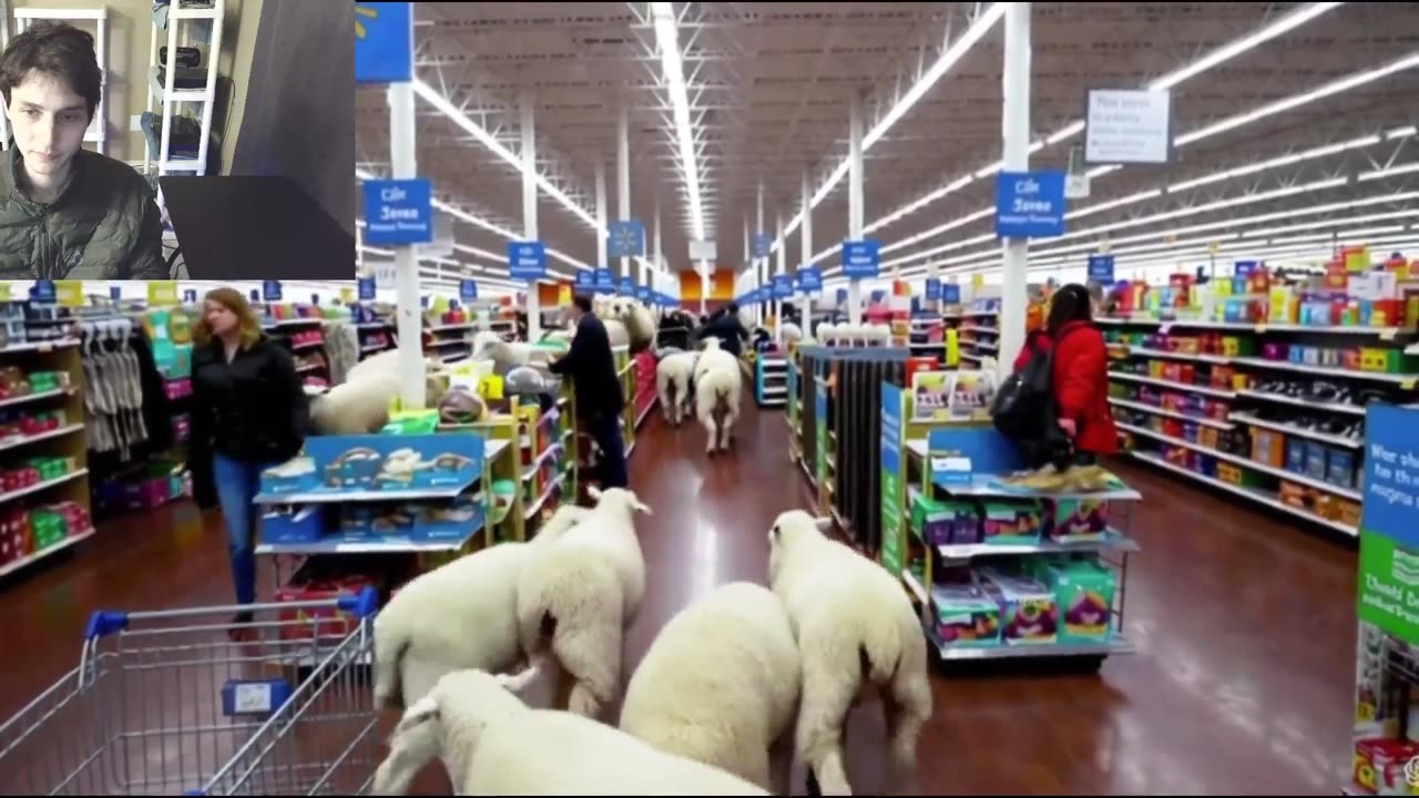 Over 20 Sheep Roam Around A Walmart Supercenter Fake Funny Parody Video With Live Commentary