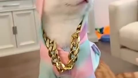 OMG its Kitty Pury