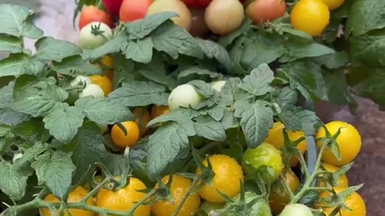 Tomato Garden Ideas